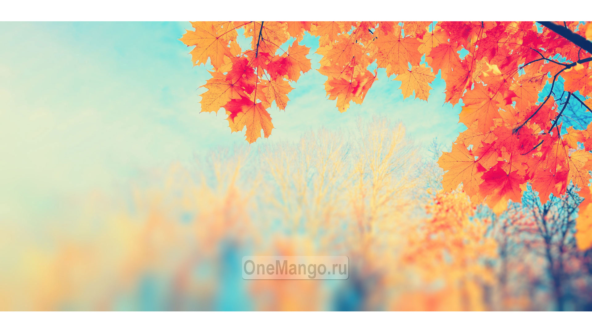 Осенний занавес 031