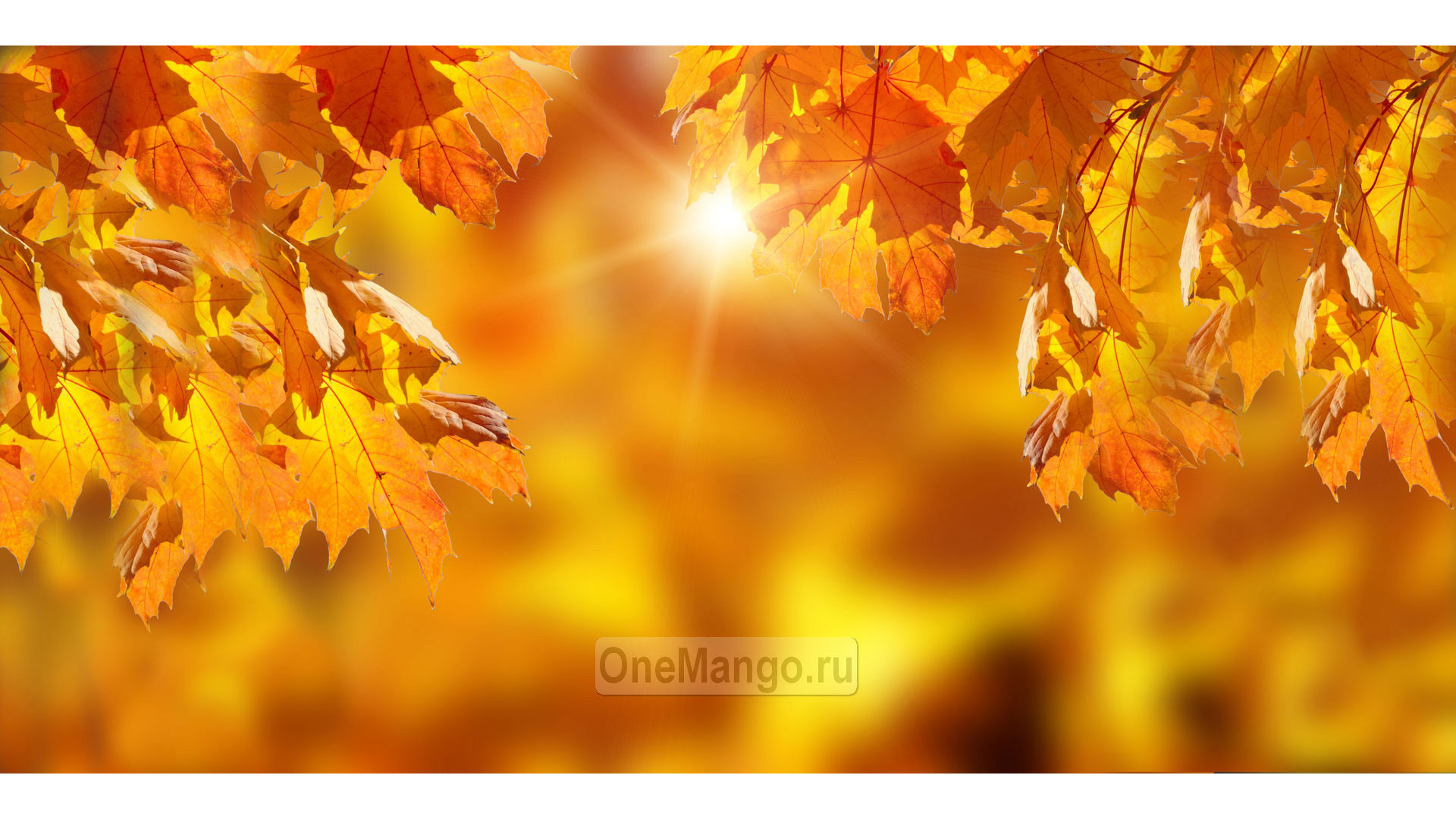 Осенний занавес 046