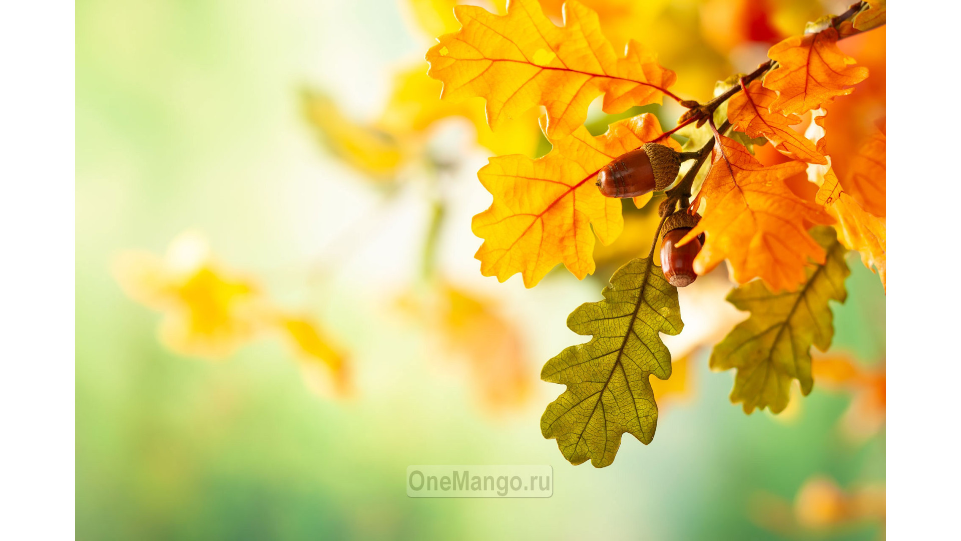 Осенний занавес 053