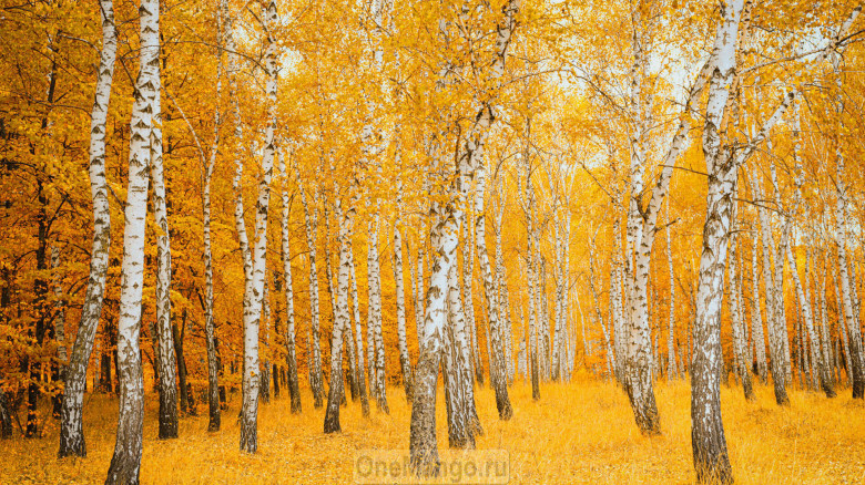 Осенний занавес 066