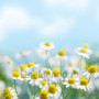 Занавес Весна-Лето 013